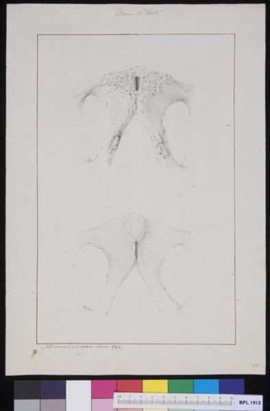 M Houtman, Pelvis