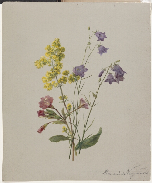Hermania Neergaard, Dueurt, gul snerre og klokkeblomst