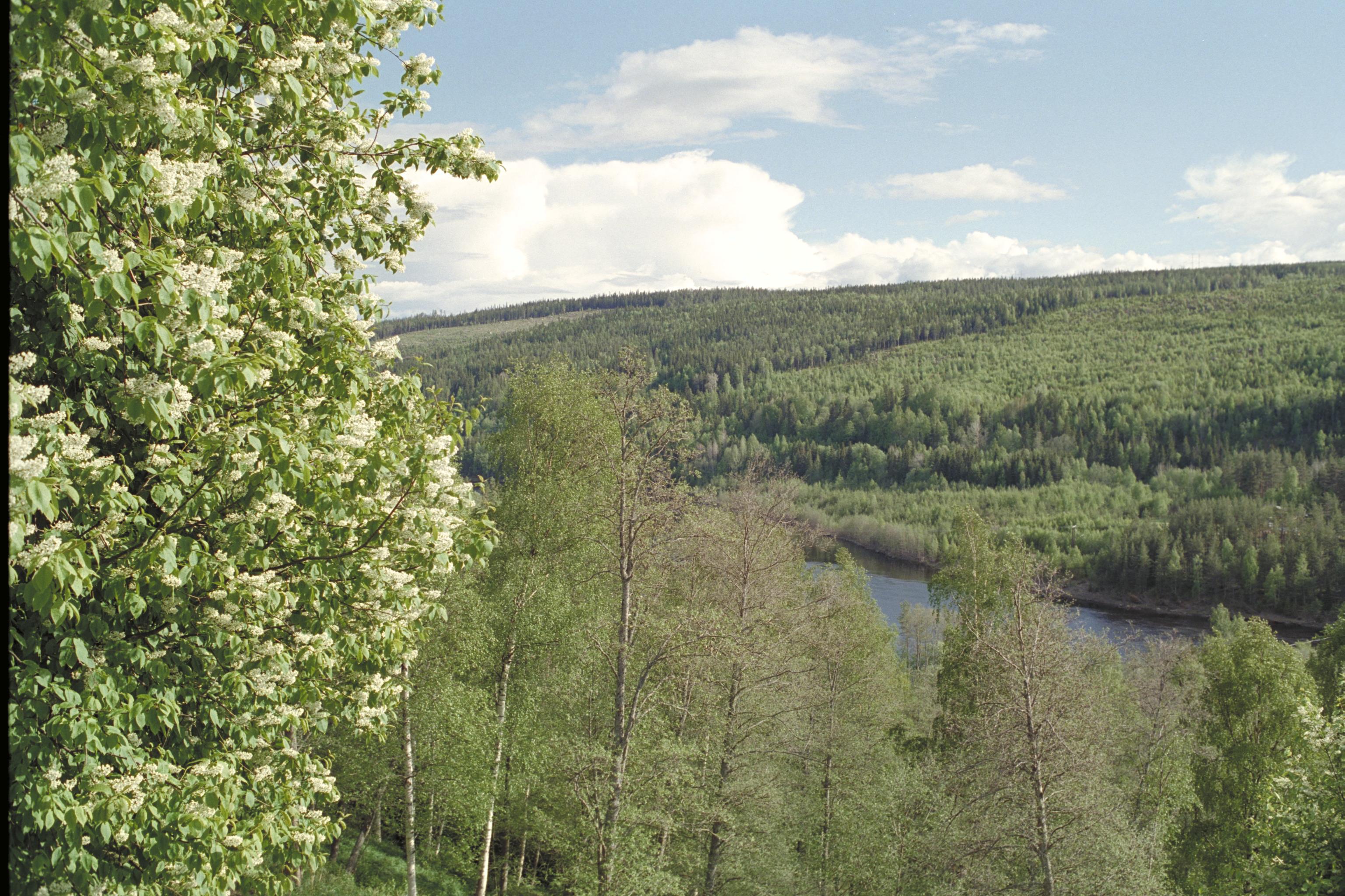 Bengt A Lundberg, Nämforsen, hällristningsområde
