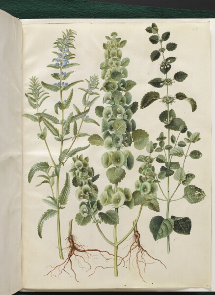 Hans Simon Holtzbecker, Dracocephalum moldavica (moldavisk dragehoved); Moluccella spinosa (tornet tragtbæger); Melissa officinalis (citron-melisse)