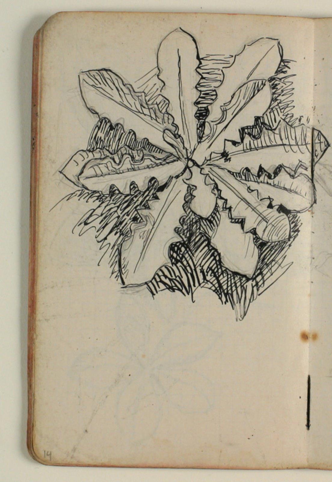 Niels Larsen Stevns, Plantestudie
