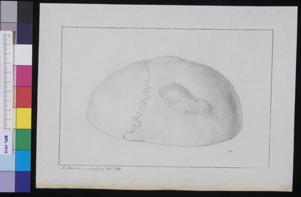 M Houtman, Calvaria (skull)