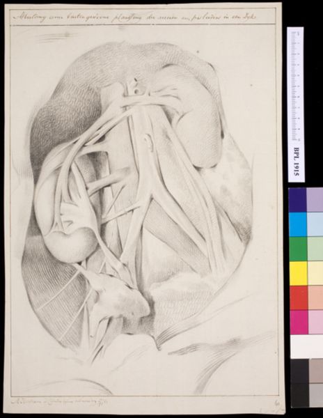 M Houtman, Kidneys