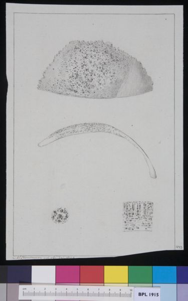 M. Houtman, Patella