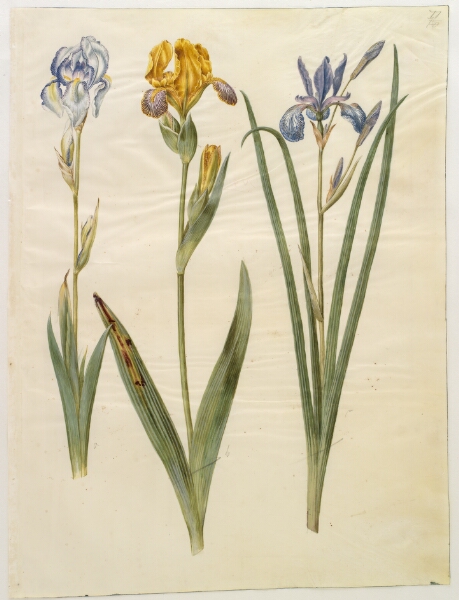 Hans Simon Holtzbecker, Iris pallida (bleg iris); Iris variegata (broget iris); Iris sibirica (sibirisk iris)