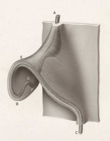 H.G Wetselaar, Digestive system