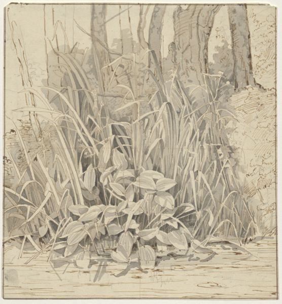 Cornet, Jacobus Ludovicus, (1815-1882), (artist), Plants on the waterfront
