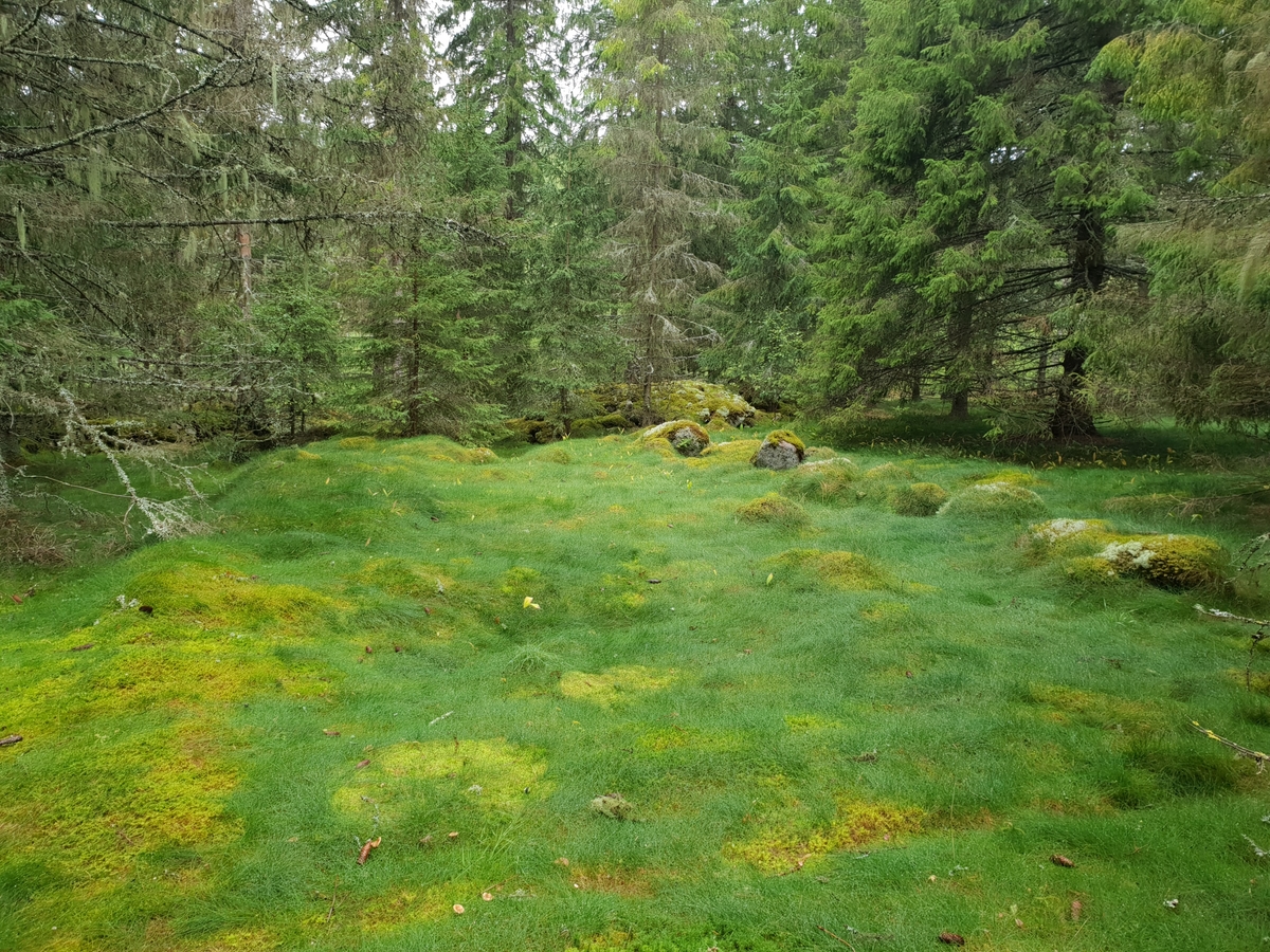 Jennie Tiderman-Österberg, Lämningar efter fäbodvall, Hedtjärnsbodarna, Grangärde, Ludvika, 2018.