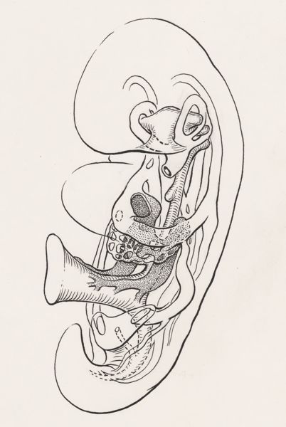 J Tinkelenberg, Internal organs of the human embryo