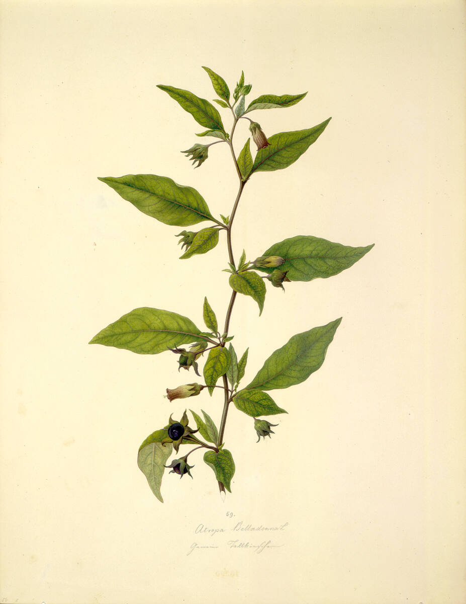 AugustRokert, Atropa belladonna L - Schwarze Tollkirsche