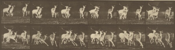 Eadweard J. Muybridge, Animal Locomotion