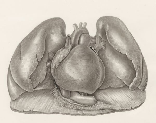 H.G Wetselaar, Heart and adjacent organs