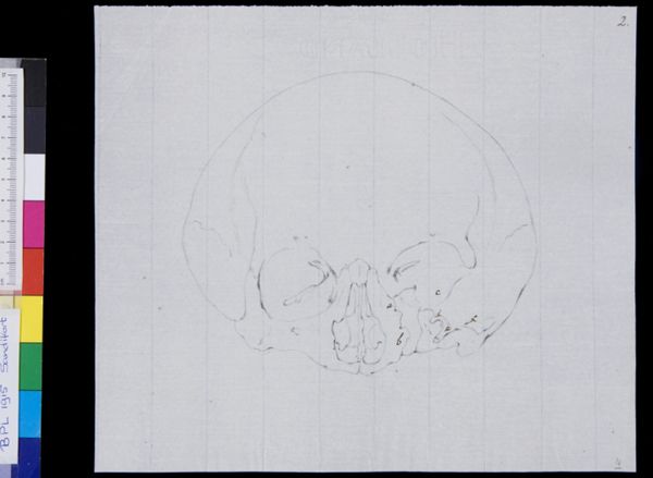 Gerard Sandifort, Skull, frontal view (legend)