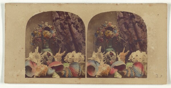 Unknown, [Still life with shells]
