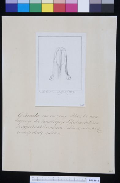M Houtman, Palate (palatum) of a deer, with fractures