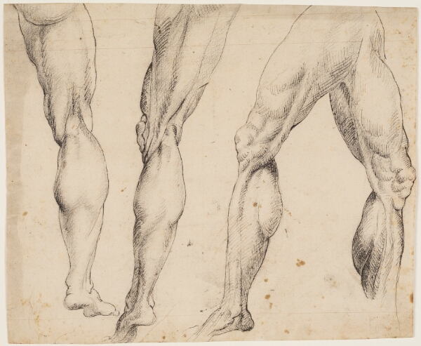 Peter Paul Rubens, Ben. Anatomistudier