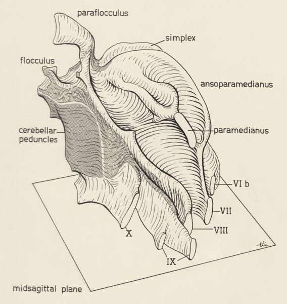 J Tinkelenberg, Cerebral tissue