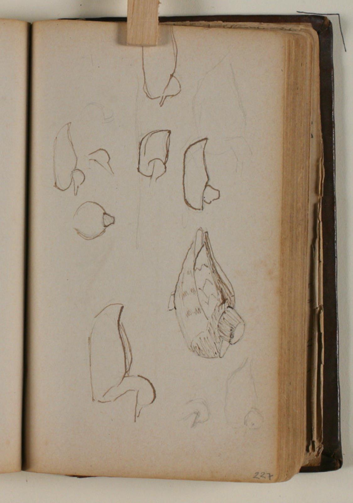 Niels Larsen Stevns, Studier af fugle