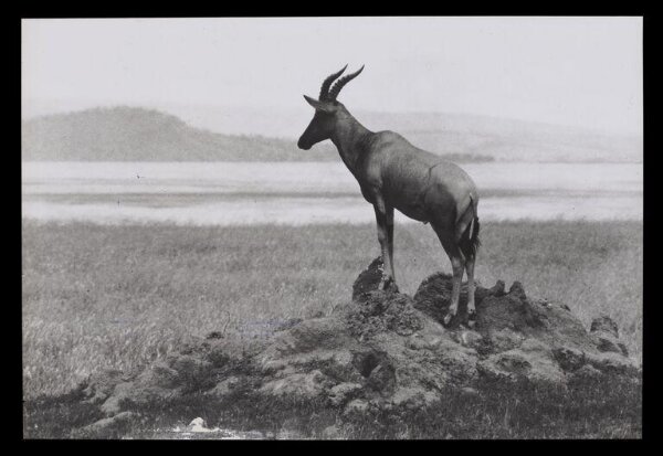 Hinde, John Wilfrid, Eland