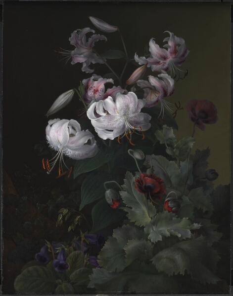 Hermania Neergaard, Blomstrende planter