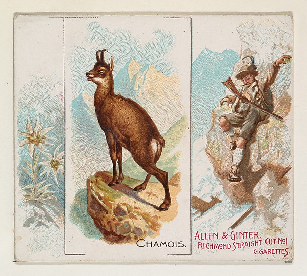 Allen & Ginter, Chamois, from Quadrupeds series (N41) for Allen & Ginter Cigarettes