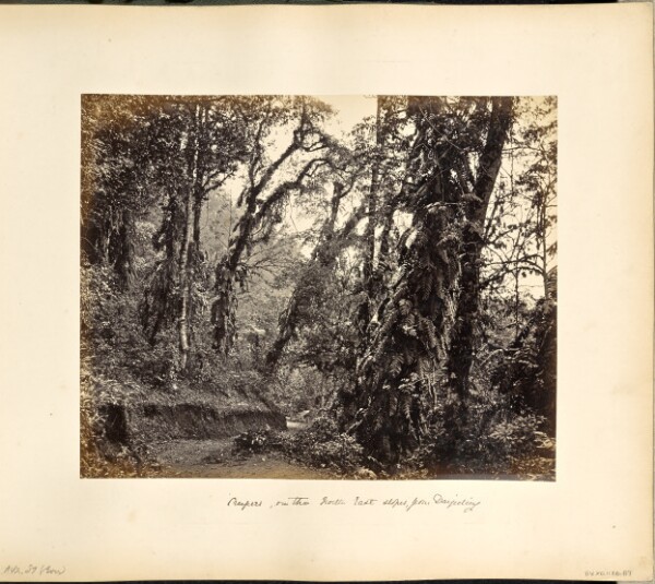 Samuel Bourne, Darjeeling; Forest Scene with Creepers, on the Tukvar road