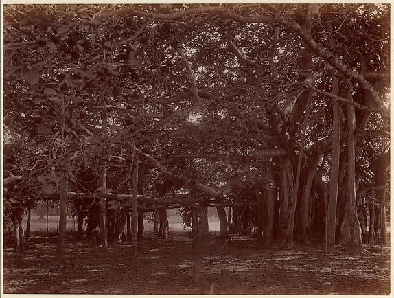 Unknown, "Interior" View of Banyan Tree, Calcutta