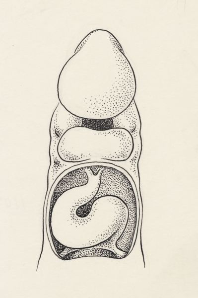 J Tinkelenberg, Embryonic heart