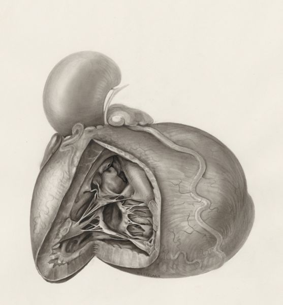 H.G Wetselaar, Heart and adjacent organs