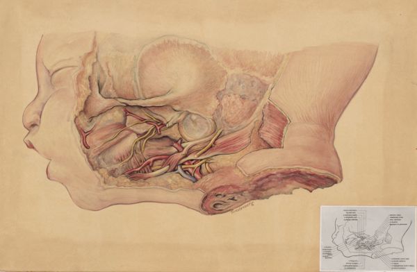 J Tinkelenberg, Vascular system of and infants head