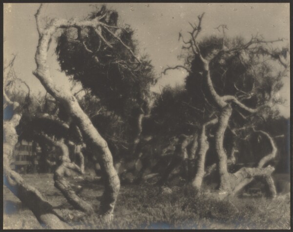 Louis Fleckenstein, [Twisted Trees]
