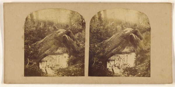 Unknown, [Twisted tree over water]