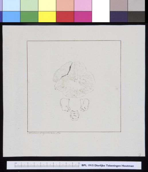 M Houtman, Animals: bones