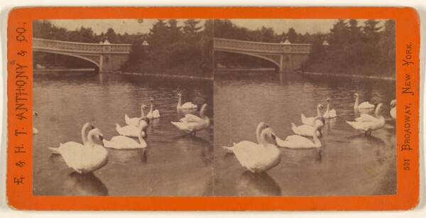 Edward and Henry T. Anthony & Co., Central Park. (New York.) Swans on the Lake.