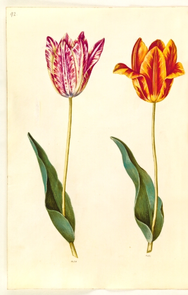 Hans Simon Holtzbecker, Tulipa gesneriana (have-tulipan)