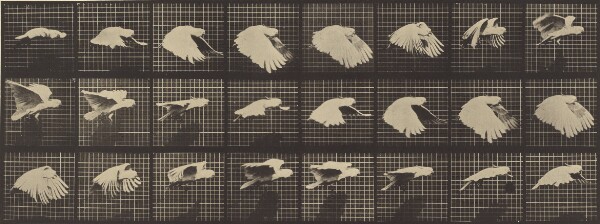 Eadweard J. Muybridge, Animal Locomotion