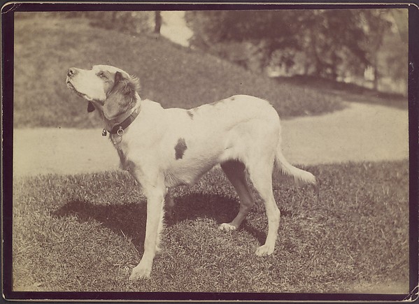 Unknown, [Dog]