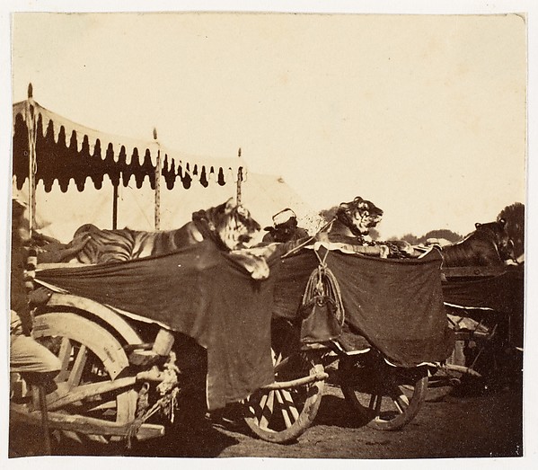 Unknown, [Tigers Presented to the Countess Canning at Agra]