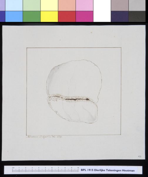 M Houtman, Animals: skull