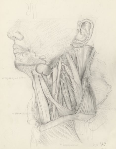 J Tinkelenberg, Veins and tissue of the neck