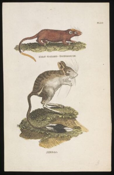 Unknown, Gilt-Tailed Dormouse