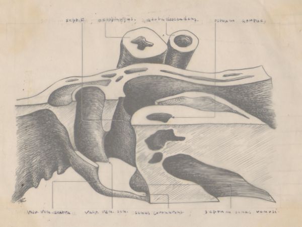 J Tinkelenberg, Embryonic heart