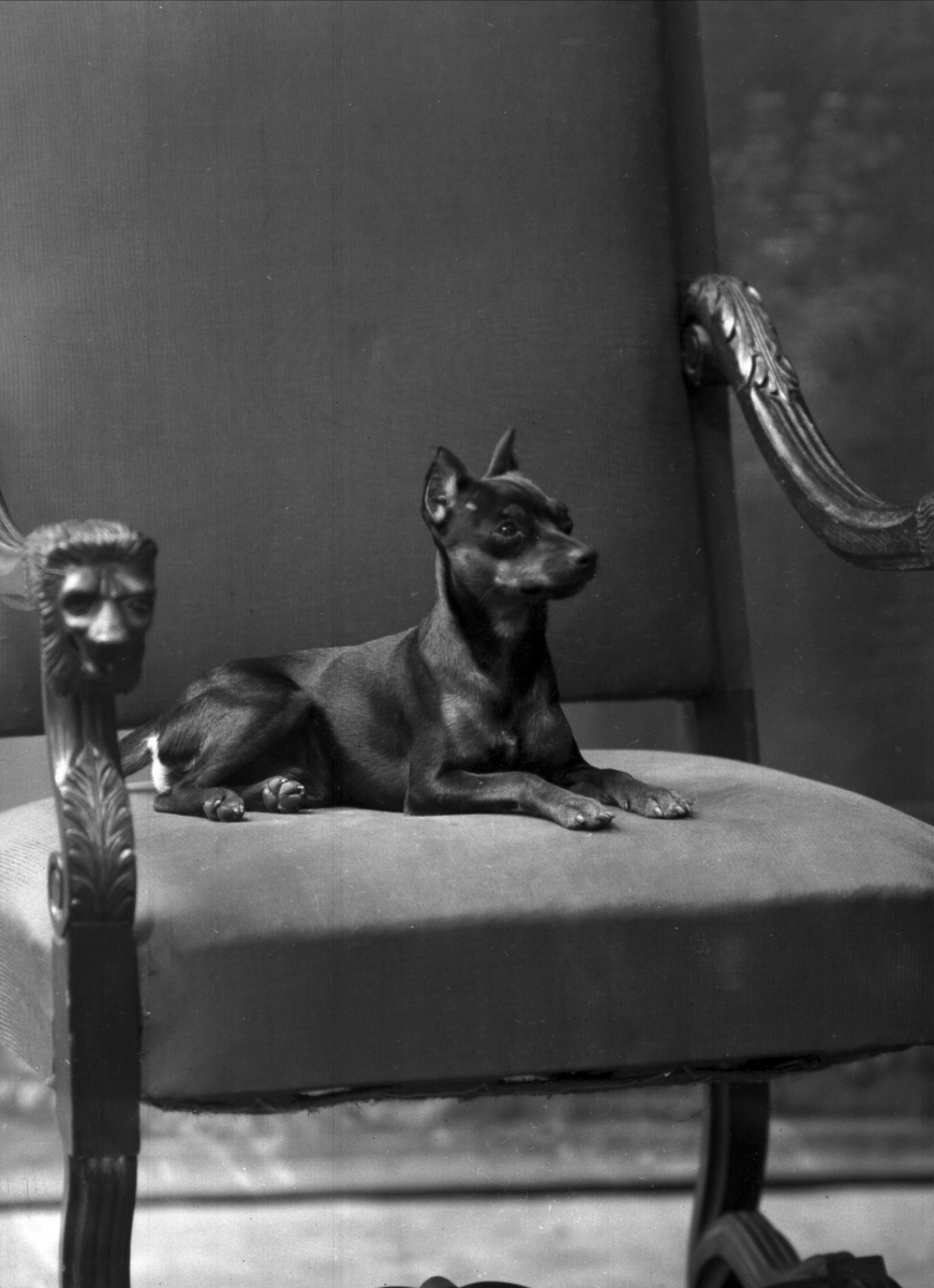 Gustav Borgen, Portrett, liten hund i stor stol.