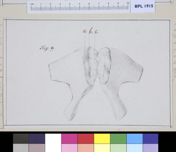 M Houtman, Pubis bone