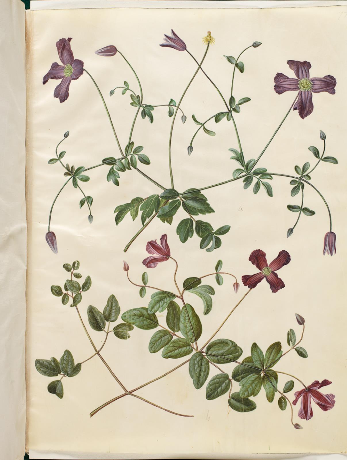 Hans Simon Holtzbecker, Clematis viticella (italiensk skovranke)