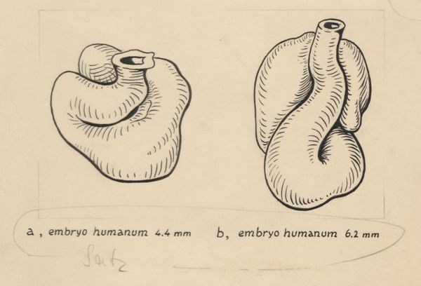J Tinkelenberg, Embryonic heart
