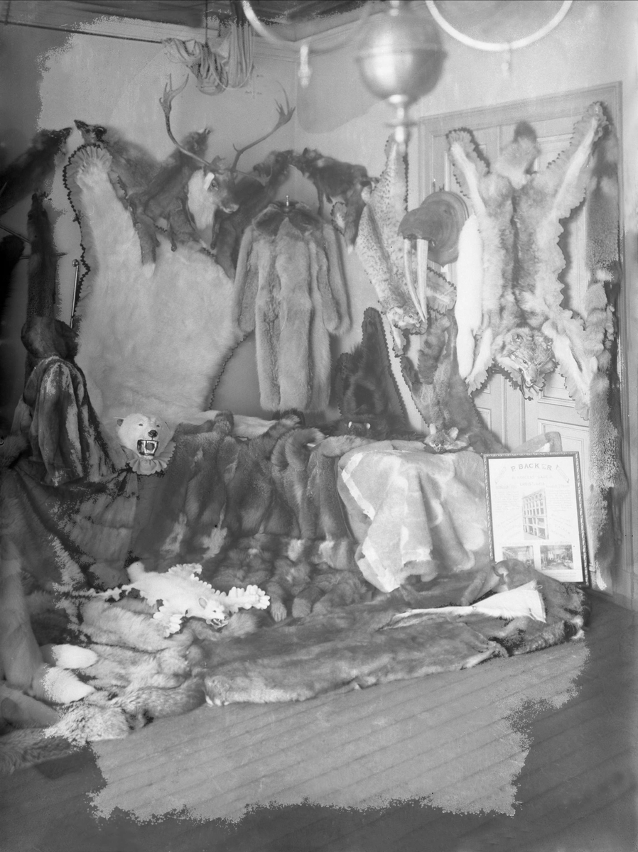Gustav Borgen, Interiør, jakttroférom, med reinshode, bjørnepels, og ulike pelser.