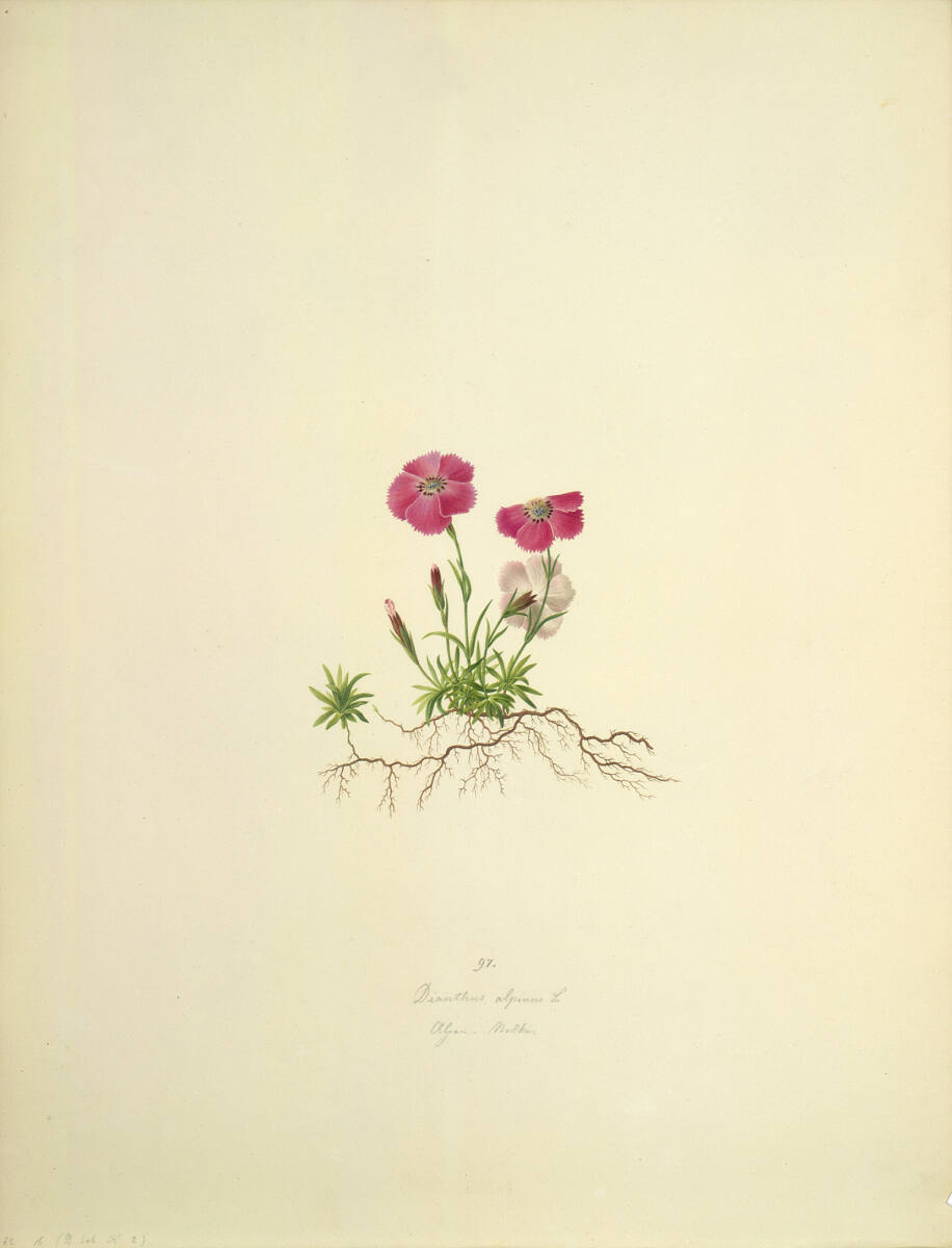 AugustRokert, Dianthus alpinus L - Alpennelke