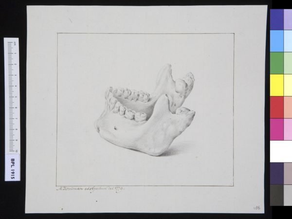 M Houtman, Lower jaw (manibula)