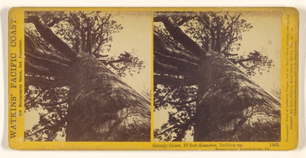 Carleton Watkins, Grizzly Giant, 33 feet diameter, looking up, Mariposa Grove, Mariposa County, Cal.